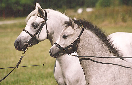 Salstas Magic Rose med mamma Twyford Marsala