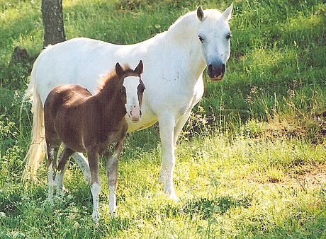 Salstas Miss Splendid med mamma Twyford Marsala