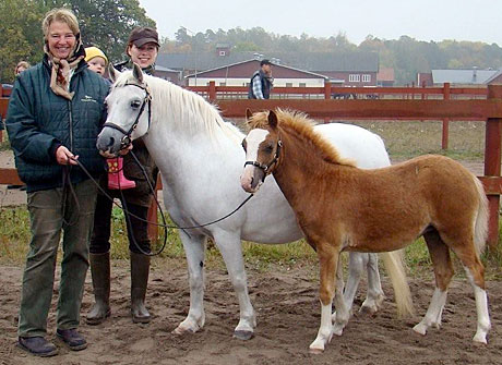 Twyford Marsala med Salstas Miss Splendid