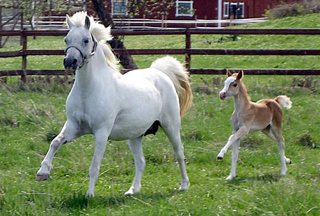 Twyford Marsala och Salstas Miss Splendid